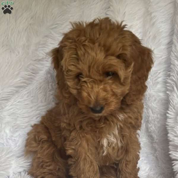 Mr. Pink, Mini Goldendoodle Puppy